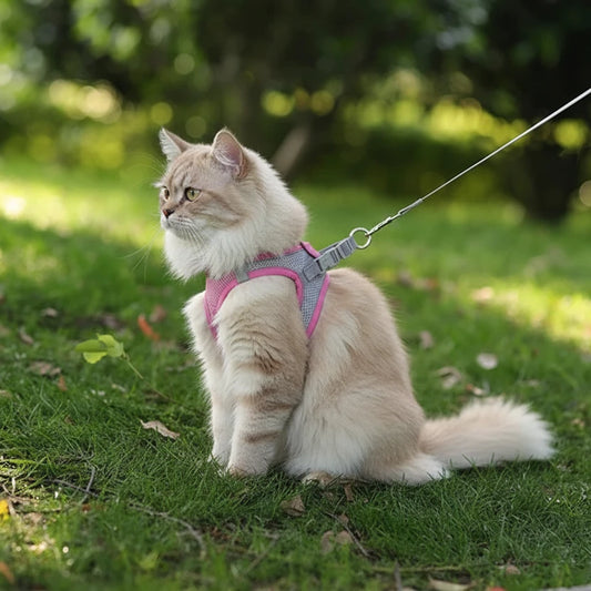 Lightweight puppy walking harness