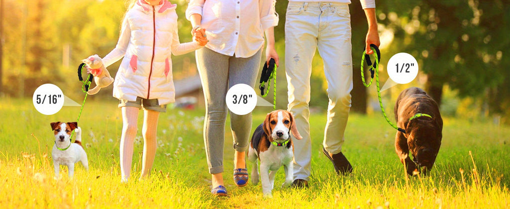 Durable Dog Leash for Daily Walking
