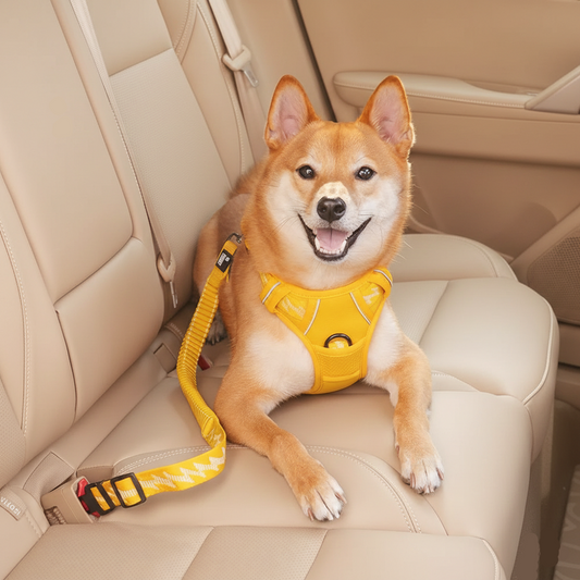 Pet seat belt clip for vehicle travel