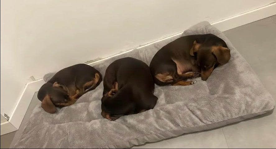 Plush polyester pet mat