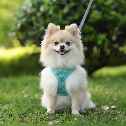 Small dog harness with leash