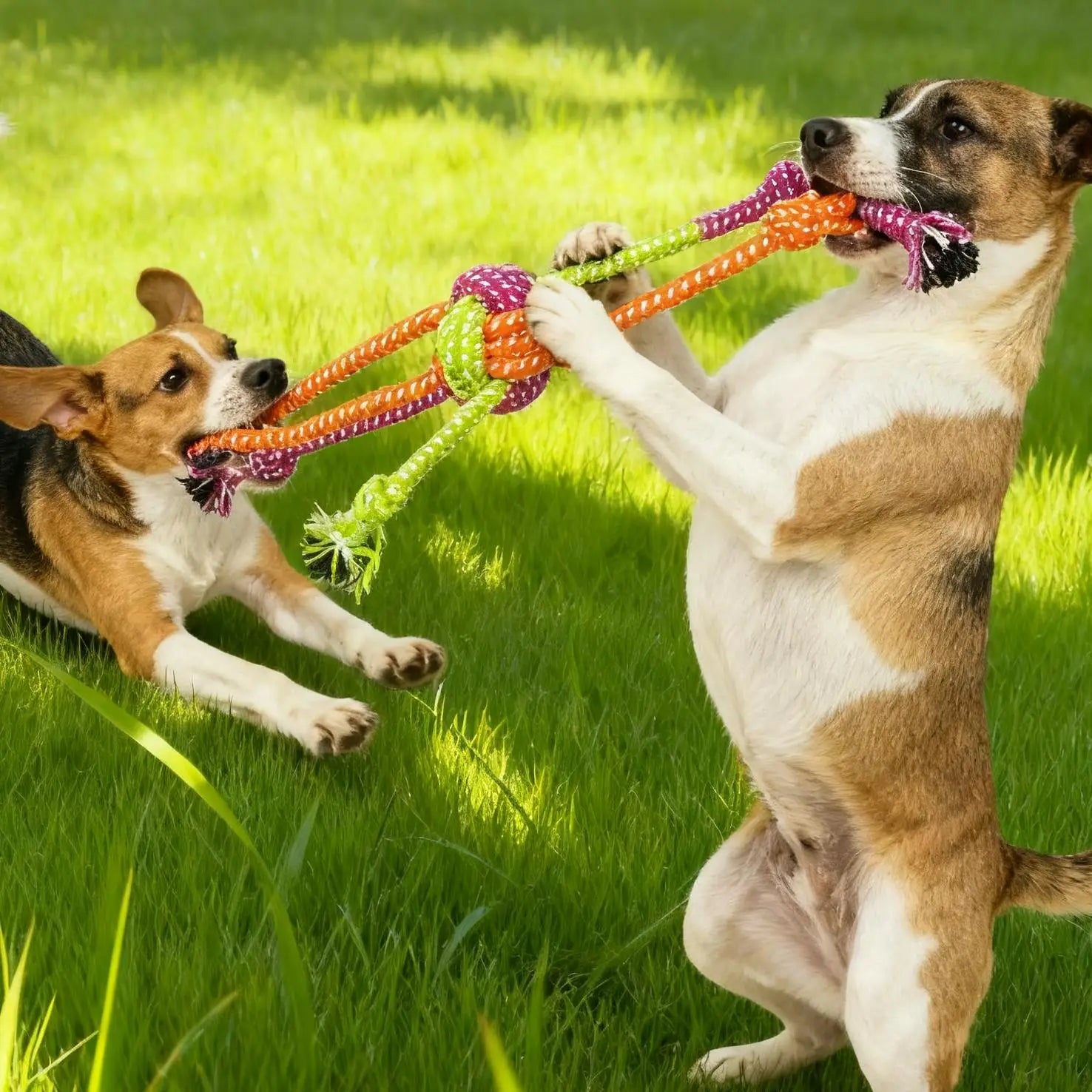 Durable Chewable Rope Toy for Dogs