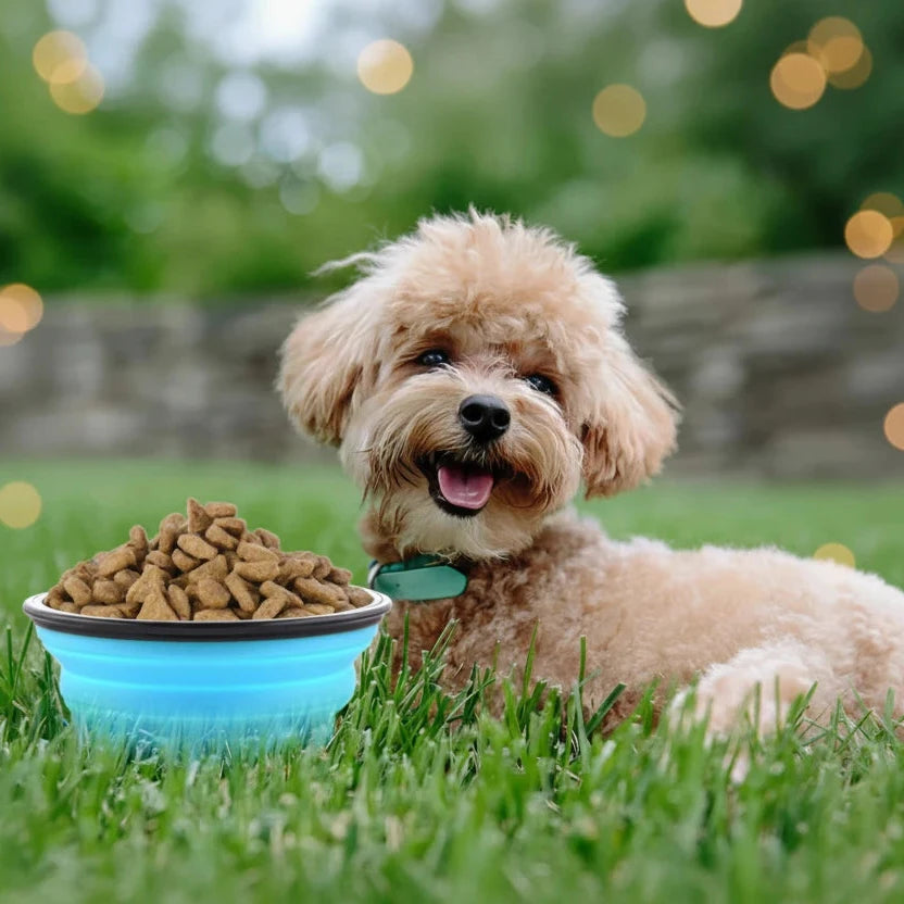 travel pet bowl silicone for dogs and cats